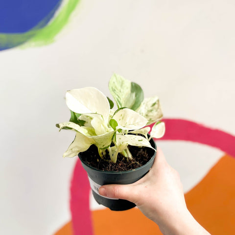 Manjula Pothos - Epipremnum aureum 'Happy Leaf' - Sprouts of Bristol