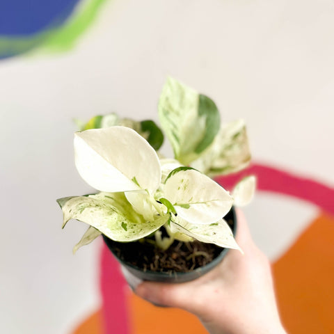 Manjula Pothos - Epipremnum aureum 'Happy Leaf' - Sprouts of Bristol