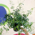 Many-Flowered Jasmine - Jasminum polyanthum - Sprouts of Bristol