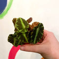 Maple Leaf Begonia - Begonia cleopatrae - Sprouts of Bristol