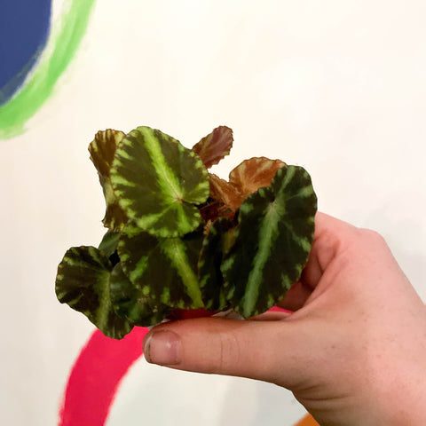 Maple Leaf Begonia - Begonia cleopatrae - Sprouts of Bristol