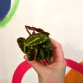 Maple Leaf Begonia - Begonia cleopatrae - Sprouts of Bristol