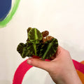 Maple Leaf Begonia - Begonia cleopatrae - Sprouts of Bristol