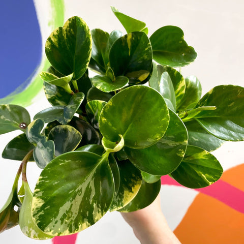 Marble Baby Rubberplant - Peperomia obtusifolia `Marble Variegata' - British Grown - Sprouts of Bristol