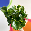 Marble Baby Rubberplant - Peperomia obtusifolia `Marble Variegata' - British Grown - Sprouts of Bristol