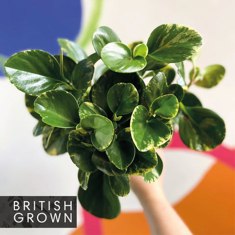Marble Baby Rubberplant - Peperomia obtusifolia `Marble Variegata' - British Grown - Sprouts of Bristol