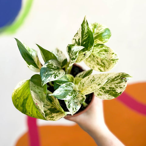 Marble Queen Pothos - Scindapsus aureus 'Marble Queen' - British Grown - Sprouts of Bristol