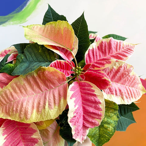Marbled Poinsettia - Euphorbia pulcherrima 'Christmas Beauty Marble' - Sprouts of Bristol