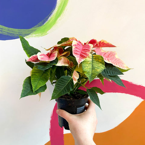 Marbled Poinsettia - Euphorbia pulcherrima 'Christmas Beauty Marble' - Sprouts of Bristol