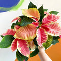 Marbled Poinsettia - Euphorbia pulcherrima 'Christmas Beauty Marble' - Sprouts of Bristol