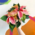 Marbled Poinsettia - Euphorbia pulcherrima 'Christmas Beauty Marble' - Sprouts of Bristol