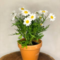 Marguerite Daisy - Argyranthemum frutescens 'Pure White Butterfly' - Sprouts of Bristol
