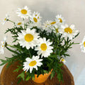 Marguerite Daisy - Argyranthemum frutescens 'Pure White Butterfly' - Sprouts of Bristol