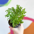 Martens Clubmoss - Selaginella martensii 'Jori' - Sprouts of Bristol