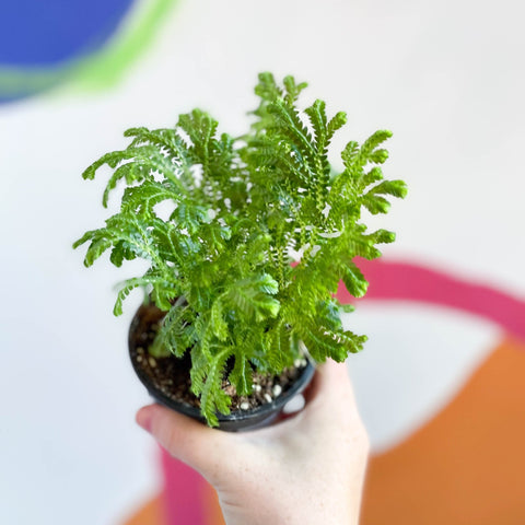 Martens Clubmoss - Selaginella martensii 'Jori' - Sprouts of Bristol