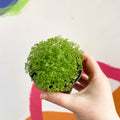 Meadow Spikemoss - Selaginella apoda - Sprouts of Bristol