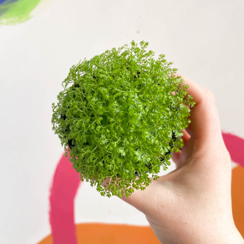 Meadow Spikemoss - Selaginella apoda - Sprouts of Bristol