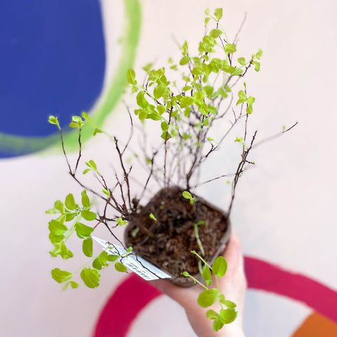 Meadowsweets - Spiraea nipponica 'Halward's Silver' - Deciduous Shrub - Sprouts of Bristol
