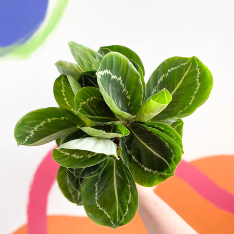 Medallion Calathea - Calathea roseopicta 'Apple Bee' - Sprouts of Bristol