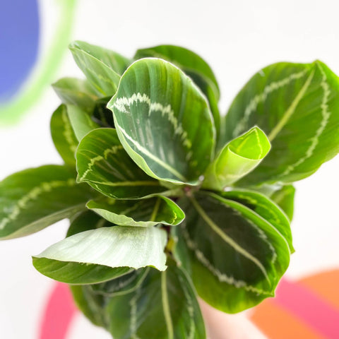 Medallion Calathea - Calathea roseopicta 'Apple Bee' - Sprouts of Bristol