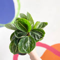 Medallion Calathea - Calathea roseopicta 'Apple Bee' - Sprouts of Bristol