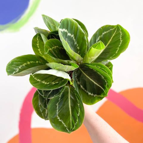 Medallion Calathea - Calathea roseopicta 'Apple Bee' - Sprouts of Bristol