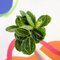 Medallion Calathea - Calathea roseopicta 'Apple Bee' - Sprouts of Bristol