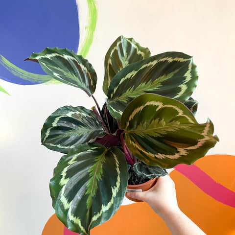 Medallion Calathea - Calathea roseopicta 'Medallion' - Sprouts of Bristol