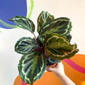 Medallion Calathea - Calathea roseopicta 'Medallion' - Sprouts of Bristol