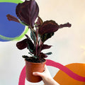 Medallion Calathea - Calathea roseopicta 'Medallion' - Sprouts of Bristol
