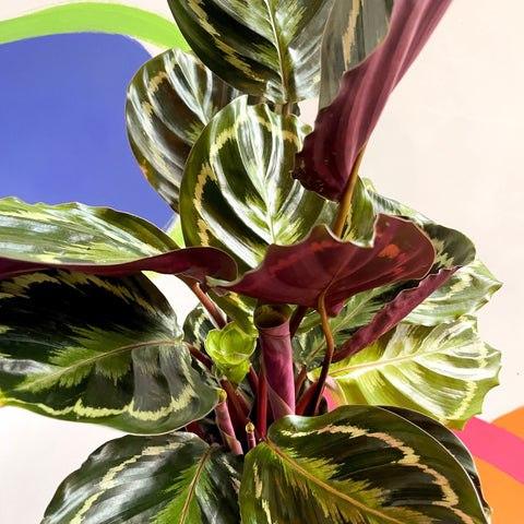 Medallion Calathea - Calathea roseopicta 'Medallion' - British Grown - Sprouts of Bristol