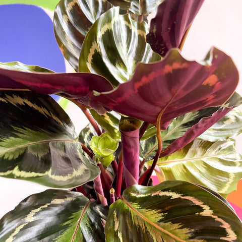 Medallion Calathea - Calathea roseopicta 'Medallion' - British Grown - Sprouts of Bristol