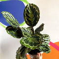 Medallion Calathea - Calathea roseopicta 'Medallion' - British Grown - Sprouts of Bristol