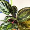 Medallion Calathea - Calathea roseopicta 'Medallion' - British Grown - Sprouts of Bristol