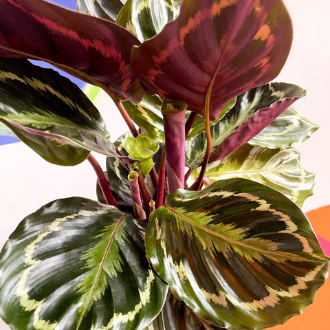Medallion Calathea - Calathea roseopicta 'Medallion' - British Grown - Sprouts of Bristol