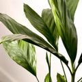 Metallic Palm - Chamaedorea metallica - Sprouts of Bristol