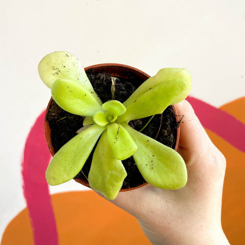 Mexican Butterwort - Pinguiciula weser 'Agnata' - Sprouts of Bristol