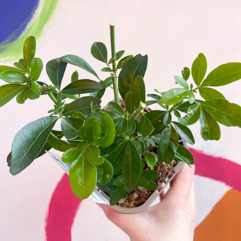 Mexican Orange Blossom - Choisya ternata - Evergreen Shrub - Sprouts of Bristol