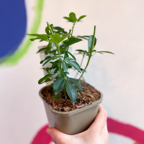 Mexican Orange Blossom - Choisya ternata - Evergreen Shrub - Sprouts of Bristol