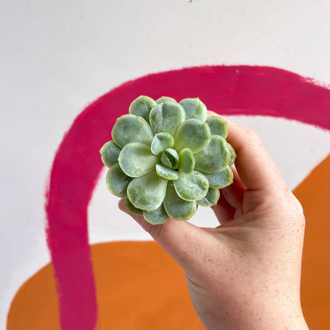 Mexican Snow Ball - Echeveria elegans - Sprouts of Bristol