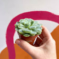 Mexican Snow Ball - Echeveria elegans - Sprouts of Bristol