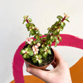 Midstripe Rainbow Bush - Portulacaria afra ‘Medio-picta’ - Sprouts of Bristol