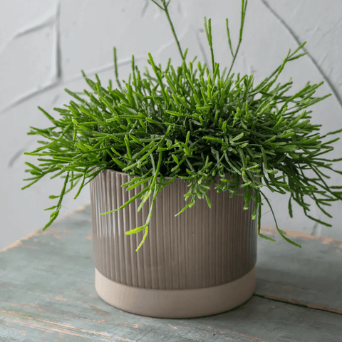 Milton Pot - Sprouts of Bristol