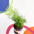 Ming Fern - Asparagus myriocladus - Sprouts of Bristol