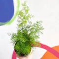 Ming Fern - Asparagus myriocladus - Sprouts of Bristol
