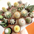 Mini Cactus - Sprouts of Bristol