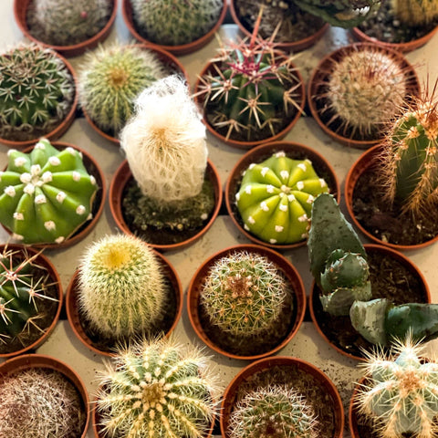 Mini Cactus - Sprouts of Bristol