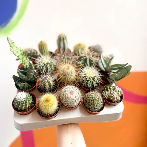 Mini Cactus - Sprouts of Bristol