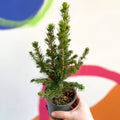 Mini Christmas Tree - White Spruce - Picea glauca ‘Perfecta’ - Sprouts of Bristol