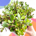 Mini Crassula Succulent Lucky Dip - Sprouts of Bristol